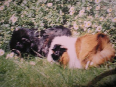 rose et luky